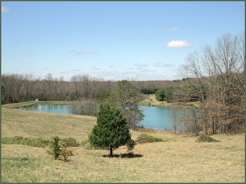 Tourdon Tree Farm photo
